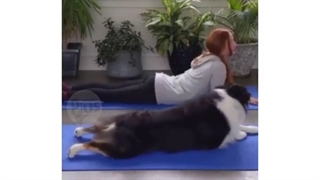 هاپوی ورزشکار