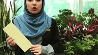 چگونه پشه سیاه گلدان را کنترل کنیم؟