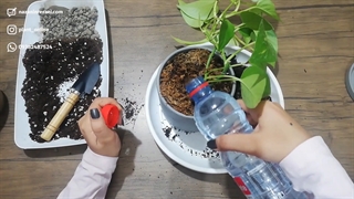 چگونه گلدان پتوس نئون را عوض کنیم؟