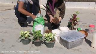 طریقه تعویض گلدان گلی که تازه از گلخانه خریدیم