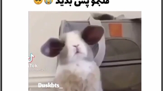 اثبات بانی بودن کوکی( پارت سه)