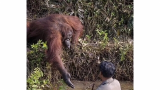 ترانه: مرد دو رنگ