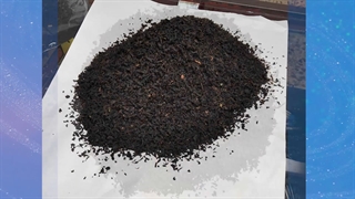 چای مرتضی ماهرویان در خشکبیجار