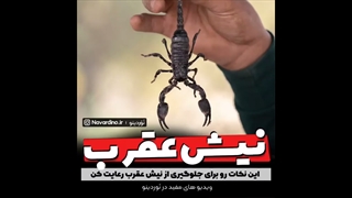 پیشگیری از عقرب زدگی و راه مقابله با آن