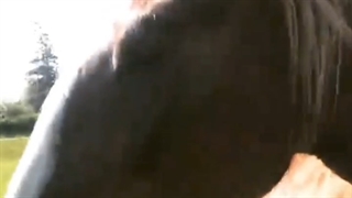 اسب جنگی تاریخی