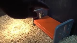 آموزش نحوه پرورش دادن جوجه