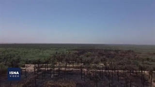 آتش به جان نخل‌های اروندکنار