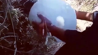 چیدن یک قارچ کالواتیا از یک باغ در غرب کشور