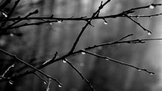 Sangre De Muerdago - Longas noites de choiva incansable موزیک