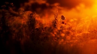 Sangre De Muerdago - Mencer موزیک