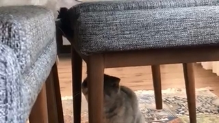 دارسی و تامی