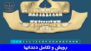 رویش و تکامل دندان ها | دکتر احسان مهریزی