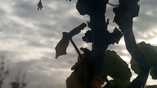 فیلمبردار-حسام الدین شفیعیان