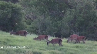 مواجهه خرس و مرال در جنگل های هیرکانی