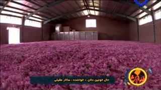 برداشت و گلاب گیری گل محمدی
