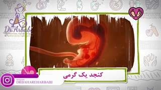 هفته پنجم و ششم بارداری