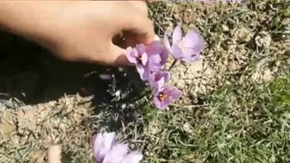 برداشت زعفران قاینات طلای سرخ قاین