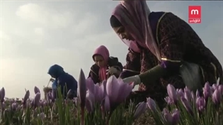 گزارشی از کشاورزی زعفران تولید و صادرات زعفران قسمت اول