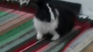 دوست کوچولومو از دست دادم..