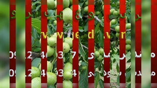 فروش بهترین ارقام نهال گردو (www.gerdo.win)