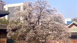 سئول در بهار 