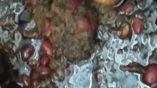 قورمه سبزی فاطی پز