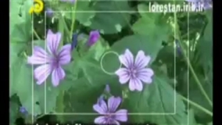 همه چیز درباره گیاه پنیرک