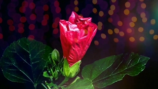 حامد کریمی (تصنیف زیبای وقتی بیایی)