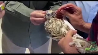 جلوگیری از قاچاق بالابان در اصفهان