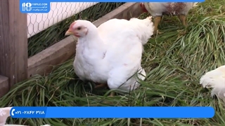 آموزش بهداشت و مراقبت های روزانه از مرغ و جوجه های گوشتی