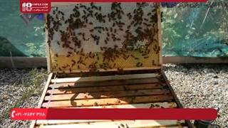 آموزش حرفه ای زنبورداری | پرورش زنبور عسل | بازرسی هفتگی برای یافتن حشره ی موم خوار
