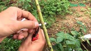 تکثیر ساده گل رز