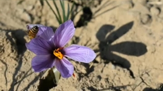 فروش زعفران اصل قاینات زعفران قائنات