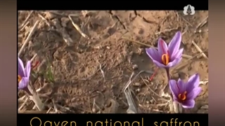 در مورد زعفران قسمت اول زعفران قاینات