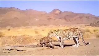 پلنگ ماده و تولهاش در پارک ملی توران رویت شد