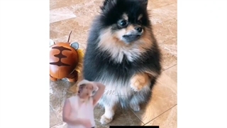 معشوقه های بی تی اس