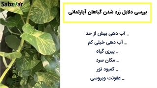 علت زرد شدن برگ گیاهان: