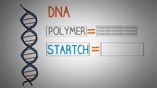 DNA- Structure and function of Deoxyribonucleic Acid (DNA)