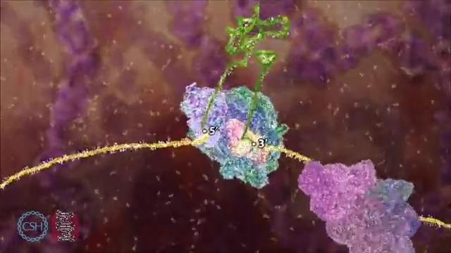 RNA Splicing - نماشا