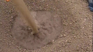 برداشت سقز