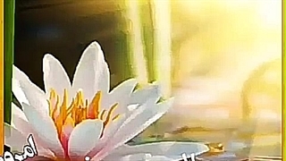 پروانه پروتز سینه