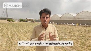 مقدار برداشت پیاز زعفران درسال هفتم