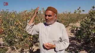 پیدایش پسته اکبری