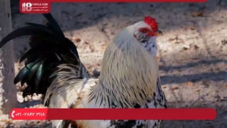 پرورش جوجه مرغ|جوجه محلی|پرورش مرغ محلی(ضد عفونی تخم های نطفه دار)