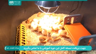 آموزش پرورش مرغ بومی * پرورش مرغ بومی در روستا - مرغ بومی و توریسم کشاورزی