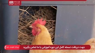 آموزش پرورش مرغ بومی * نحوه ی ساخت لانه های مدرن برای پرورش مرغ بومی