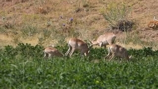 ورود حیات وحش به زمین کشاورزی در پی خشکسالی