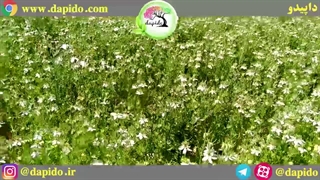 مدیریت مزارع سیاه دانه توسط مجموعه داپیدو