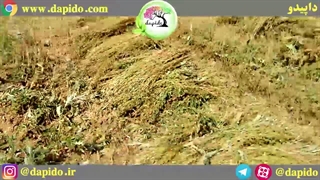 برداشت سیاه دانه داپیدو اواسط تیرماه سال 1400