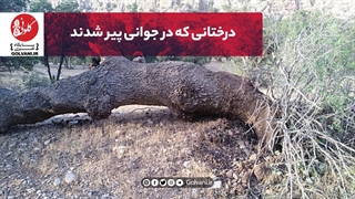 بلوطهایی که در جوانی پیر شدند